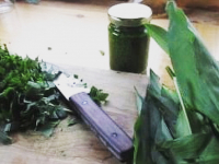 Pesto à l'ail des ours