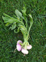 Navets primeurs en botte