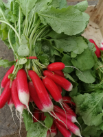 Radis rouge demi long