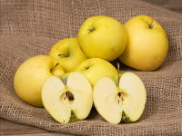 Pomme bio, variété golden