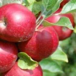 Pomme bio, variété idared