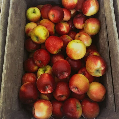 Pomme bio, variété pilot