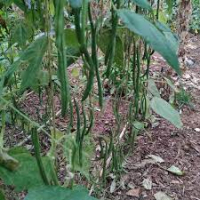 Plant de haricot vert à rame