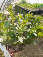 Sedum double martini purple