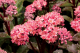 Sedum double martini purple - image 2