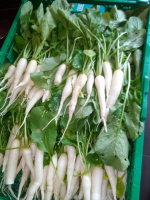 Radis chandelles de glace - bio