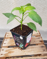 Plant poivron greffé