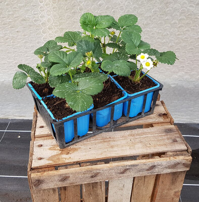 Plant de fraisiers gento x6