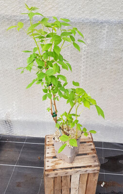 Plant de framboisier