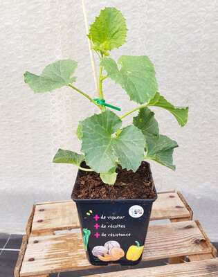 Plant melon greffé