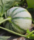 Plant melon greffé - image 2