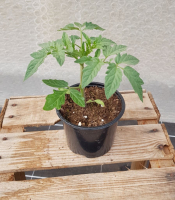 Plant de tomate fantasio