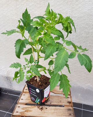 Plant tomate greffée cornabel