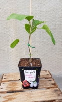 Plant aubergine greffée