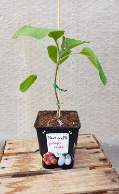 Plant aubergine greffée