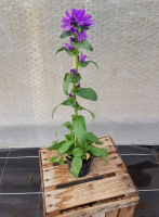 Plant de fleur campanule glomerata