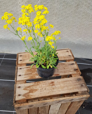 Plant de fleur corbeille d'or