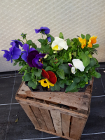 Plant de fleur pensée