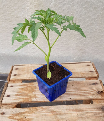 Plant de tomate fournaise