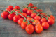 Plant de tomate cerise - image 2