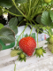Fraises - image 2