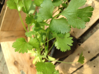 A planter : plant de coriandre