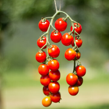Plant tomate cerise miel du mexique