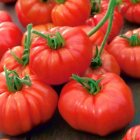 Plant de tomate bio marmande