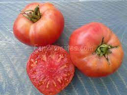Plant de tomate bio gregory altaï