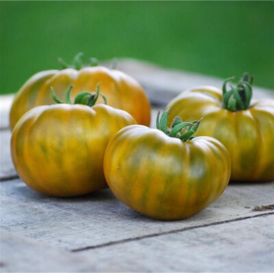 Plant de tomate bio evergreen