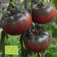 Plant de tomate bio black from tula