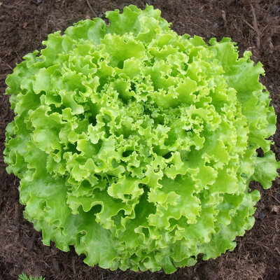 Salade batavia
