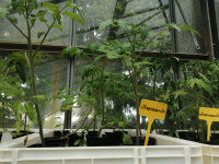 Tomate supersteak f1