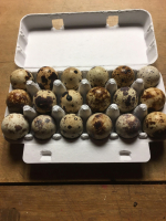 Oeufs de cailles boite de 18