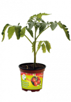 Barquette de 10 tomates prévia godet noir