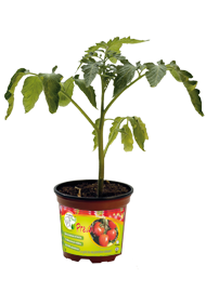 Barquette de 10 tomates prévia godet noir