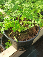 Plant cerfeuil commun