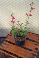 Plant de fleur sauge hotlips