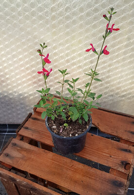 Plant de fleur sauge hotlips