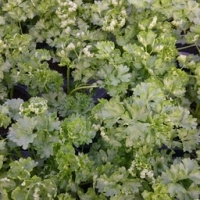 Plant de persil frisé pot 13 cm