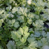 Plant de persil plat pot 13 cm