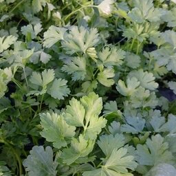 Plant de persil plat pot 13 cm
