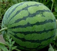 Plants pastèque d'eau