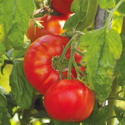 Plants tomate merveilles des marchés