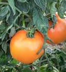 Plants tomate orange queen