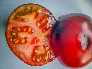 Plant tomate blue streaks