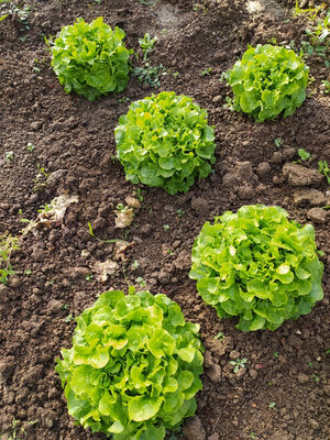 Salade feuilles de chêne verte
