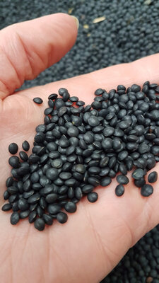 Lentilles beluga bio 1 kg