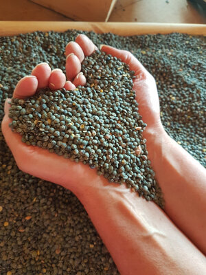 Lentilles vertes bio 1kg