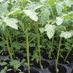 Plant de tomate grosse rouge country taste